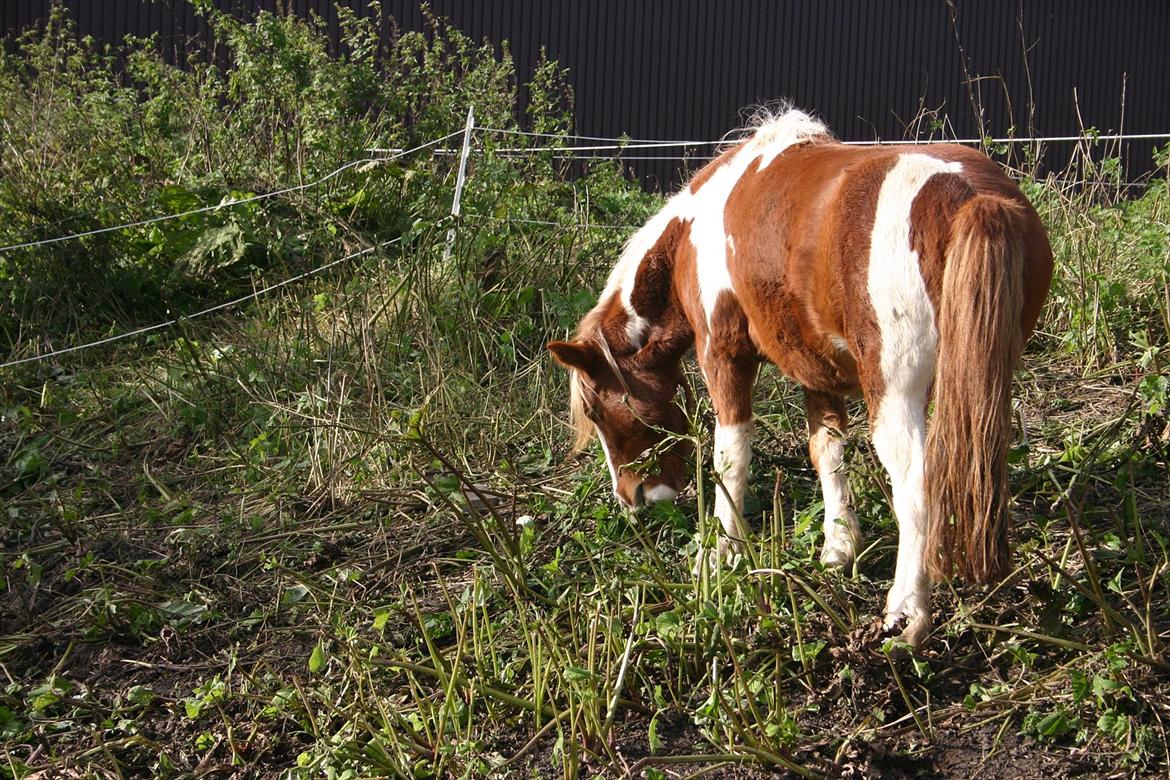 Anden særlig race Victor billede 4