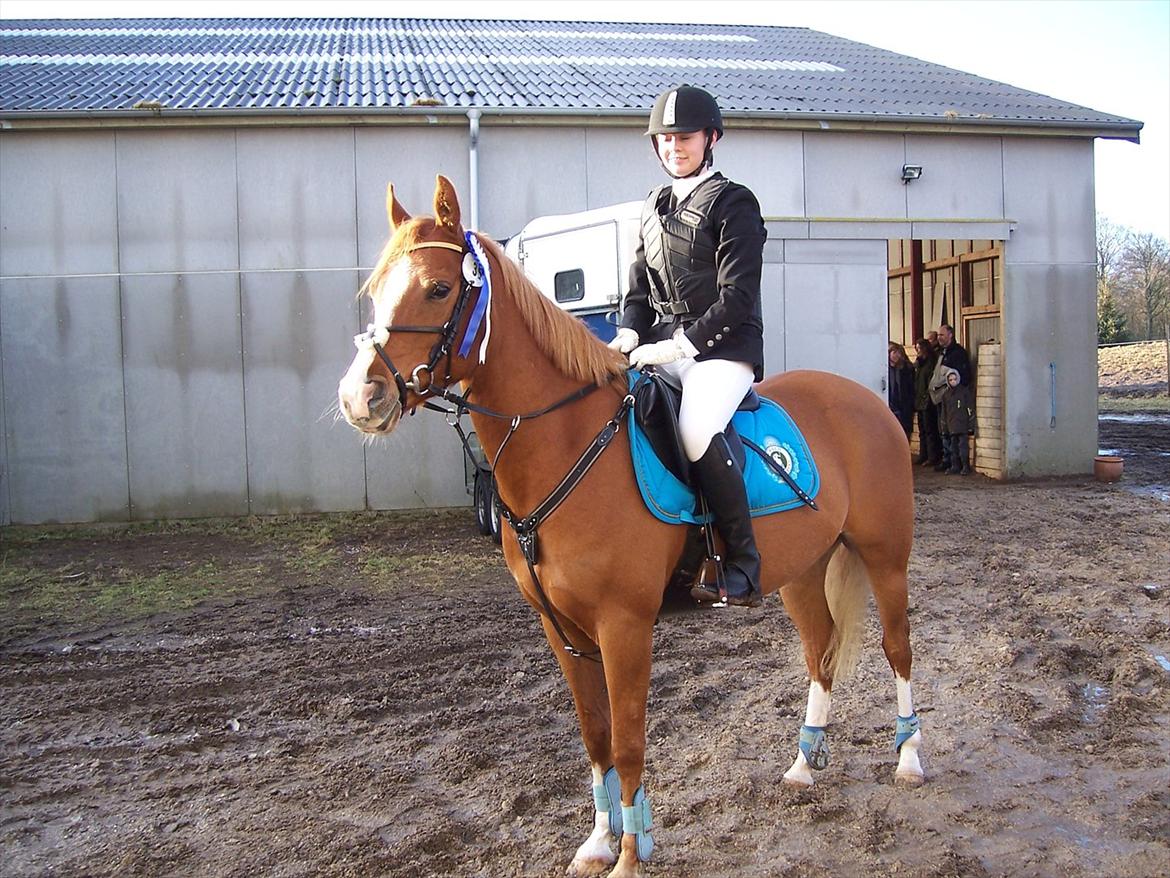 Arabisk fuldblod (OX) ZA-KAGO OX - Efter LD på Lerbæk, 0 fejl og 2. plads<3<3 billede 20