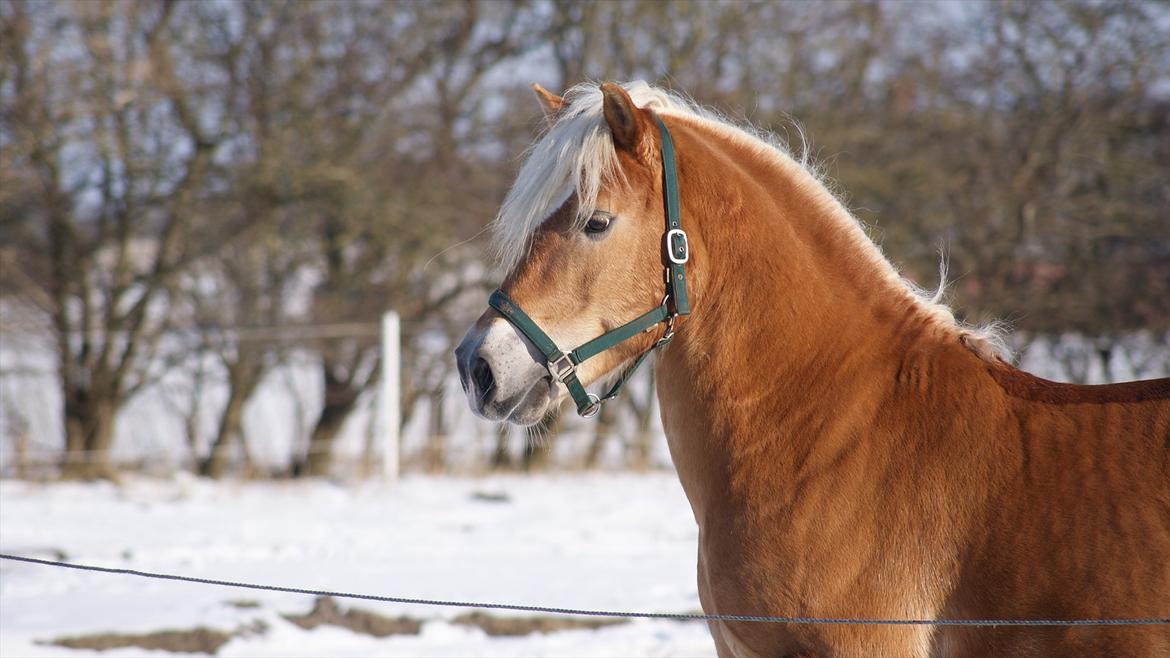 Haflinger Ariel-I *Avlshingst* billede 3