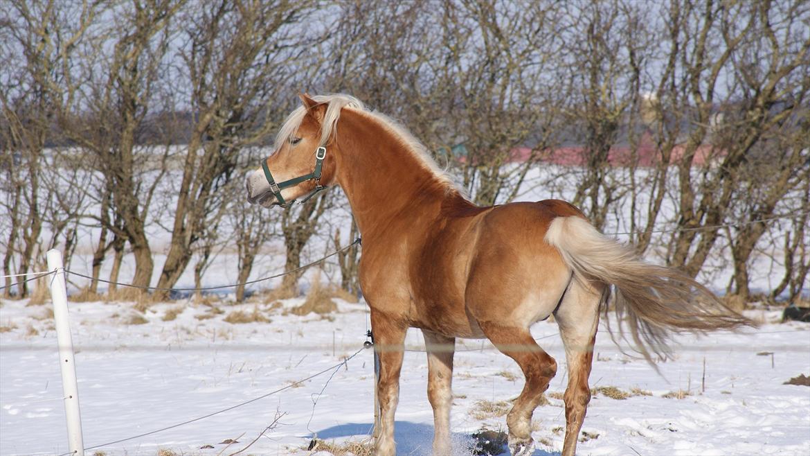 Haflinger Ariel-I *Avlshingst* - Ariel kan se de dejlige hopper på gården billede 4