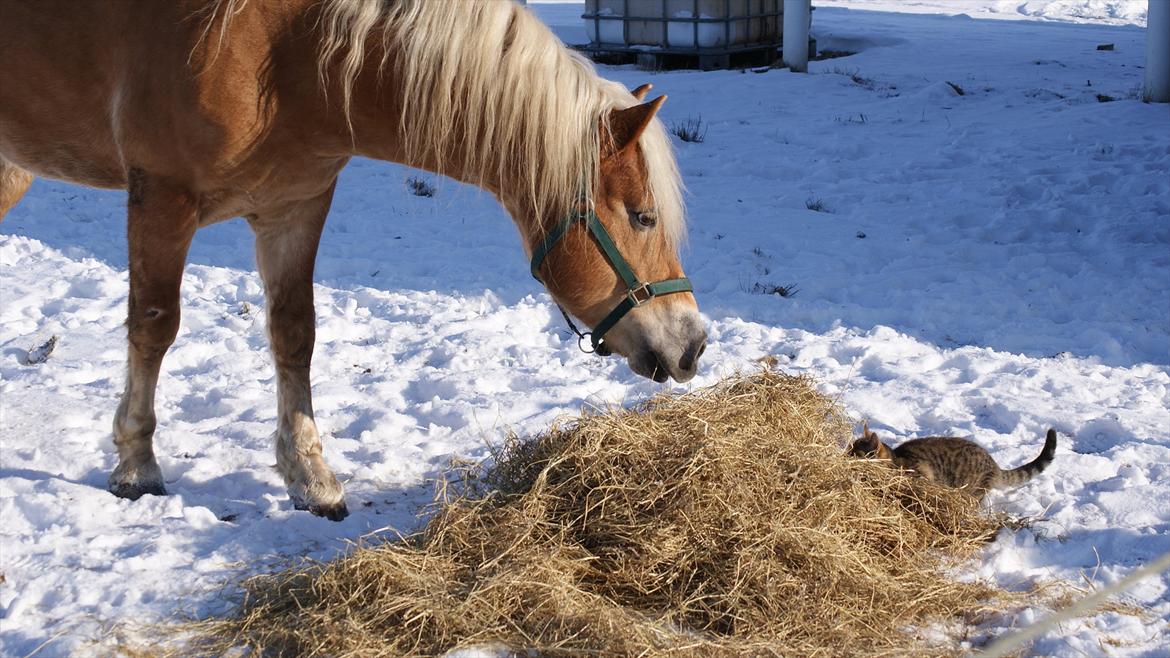 Haflinger Ariel-I *Avlshingst* - Hej misser billede 5