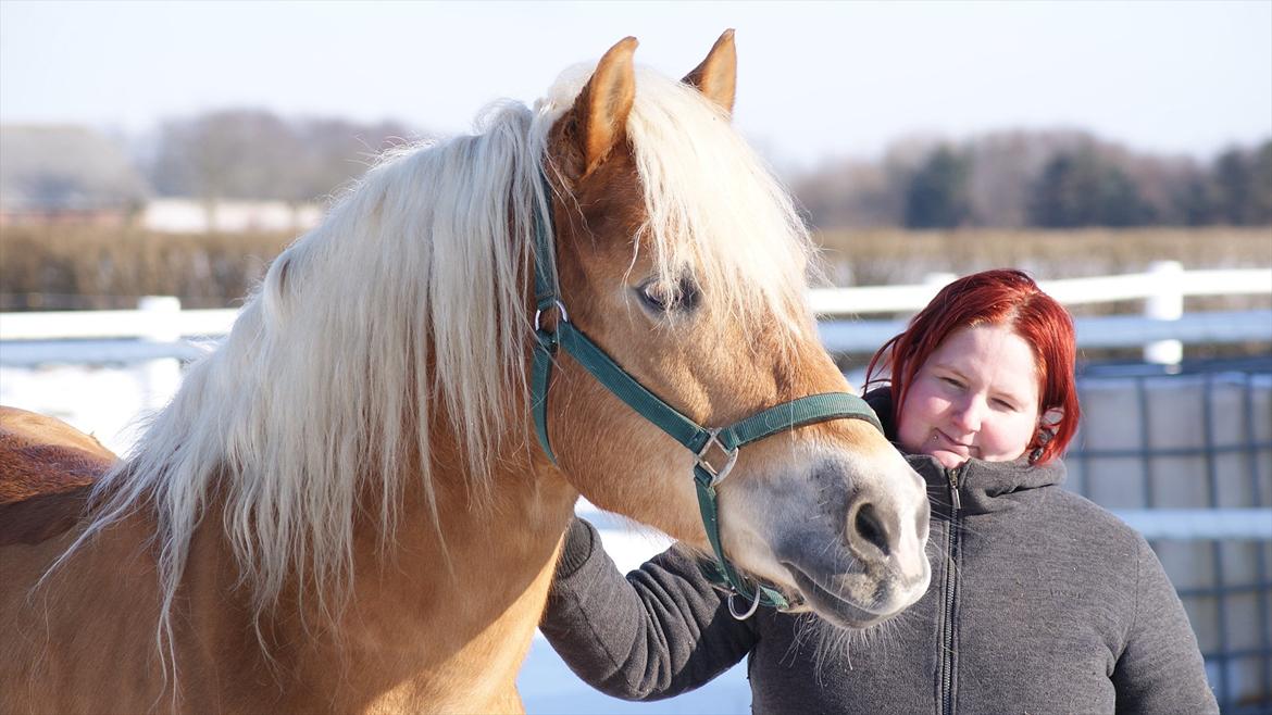 Haflinger Ariel-I *Avlshingst* - Mig og min smukke basse <3 billede 6