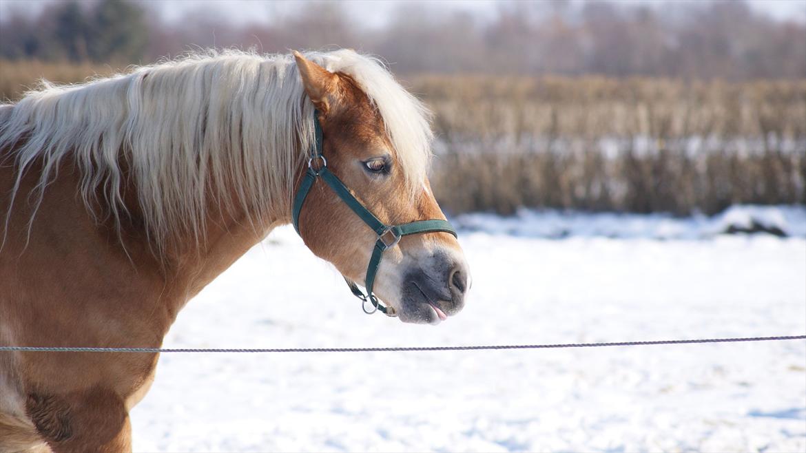 Haflinger Ariel-I *Avlshingst* billede 7