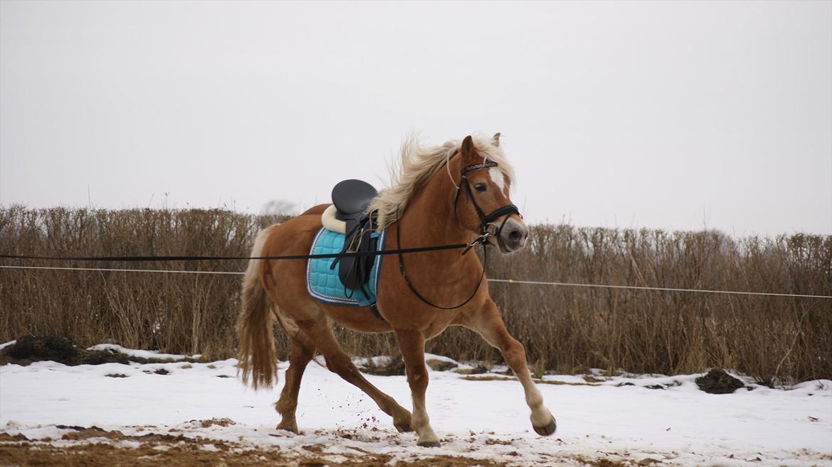 Haflinger Ariel-I *Avlshingst* billede 9