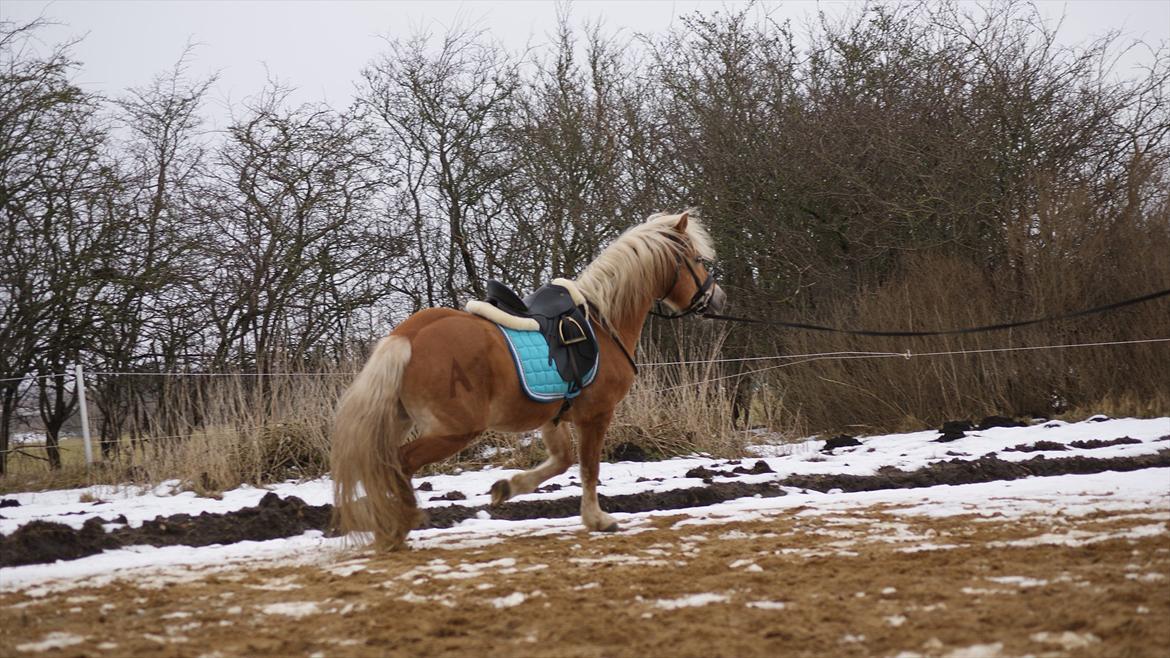 Haflinger Ariel-I *Avlshingst* billede 10