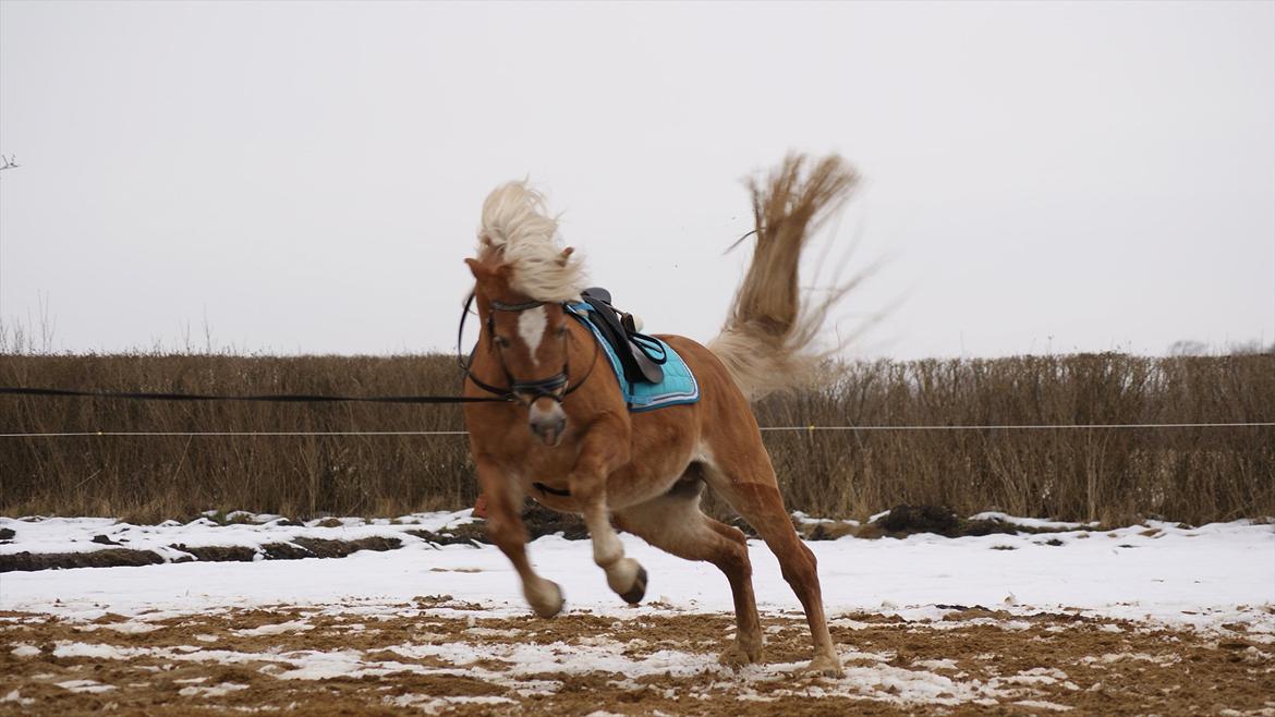 Haflinger Ariel-I *Avlshingst* - Hopla :P billede 11