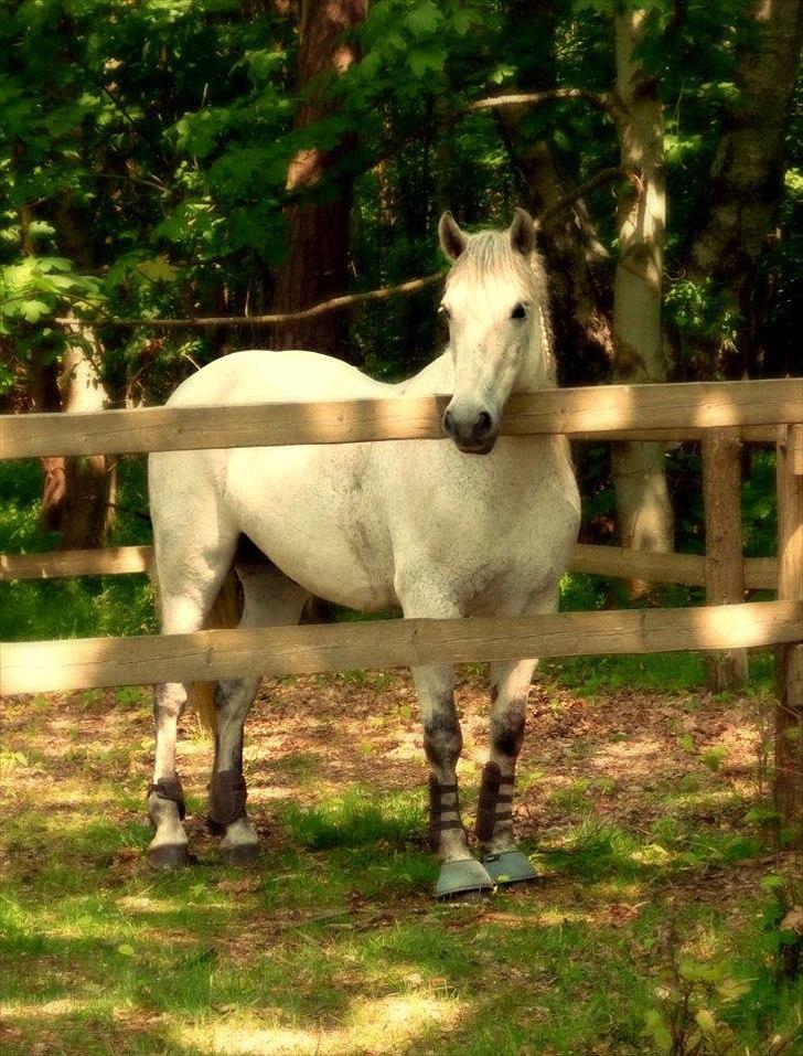 Connemara Kalle  - Smukke Kalle! :-* (billedet er lånt med tilladelse fra tidl. ejer!) billede 15