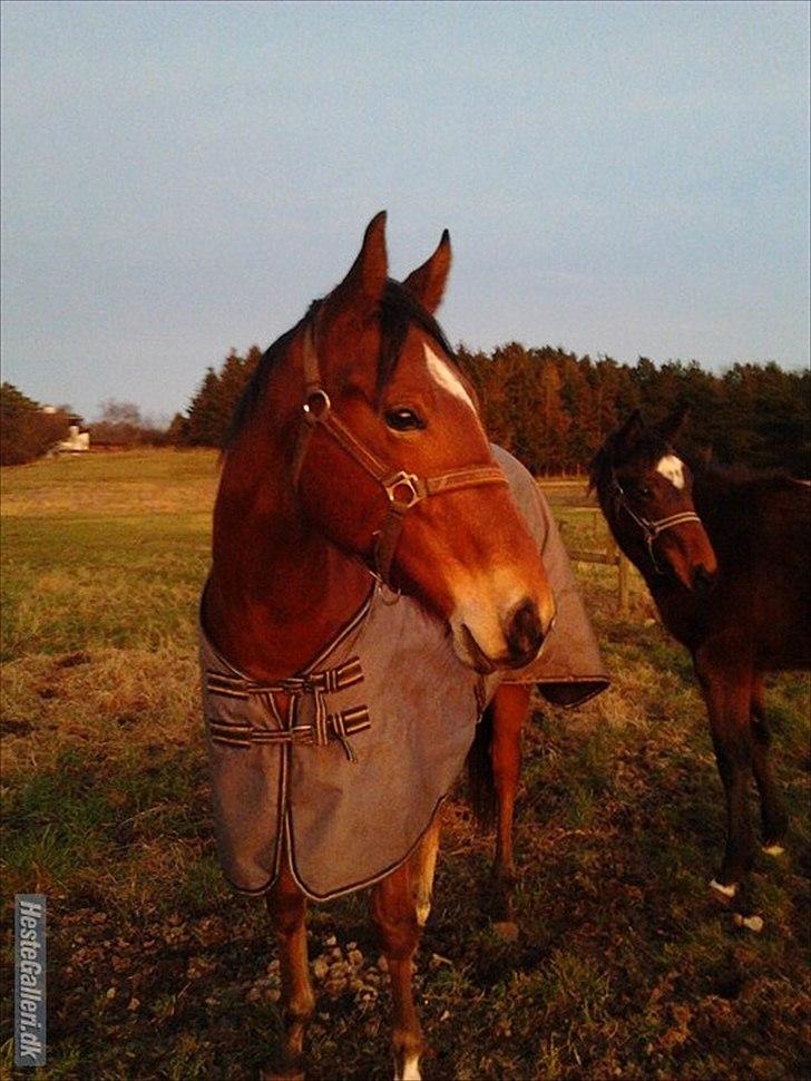 Fuldblod (XX) Rocky Habitat - Habi og Trunte. billede 1