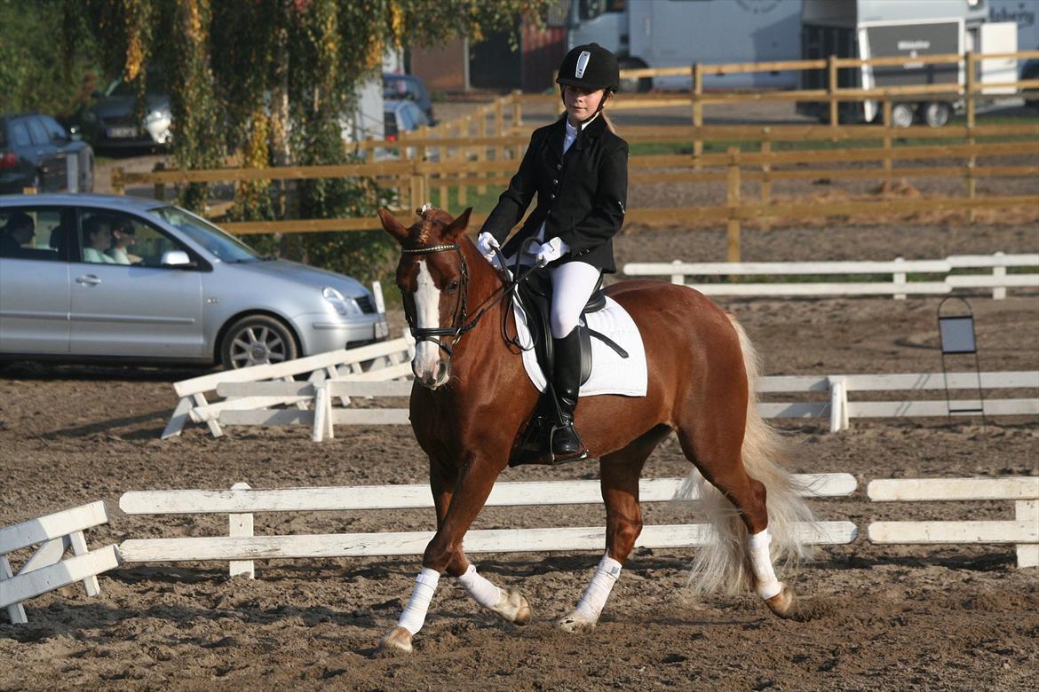 Welsh Pony af Cob-type (sec C) Gribsvads Lady Dee<3 -  stævne på VEK 
2011 billede 10