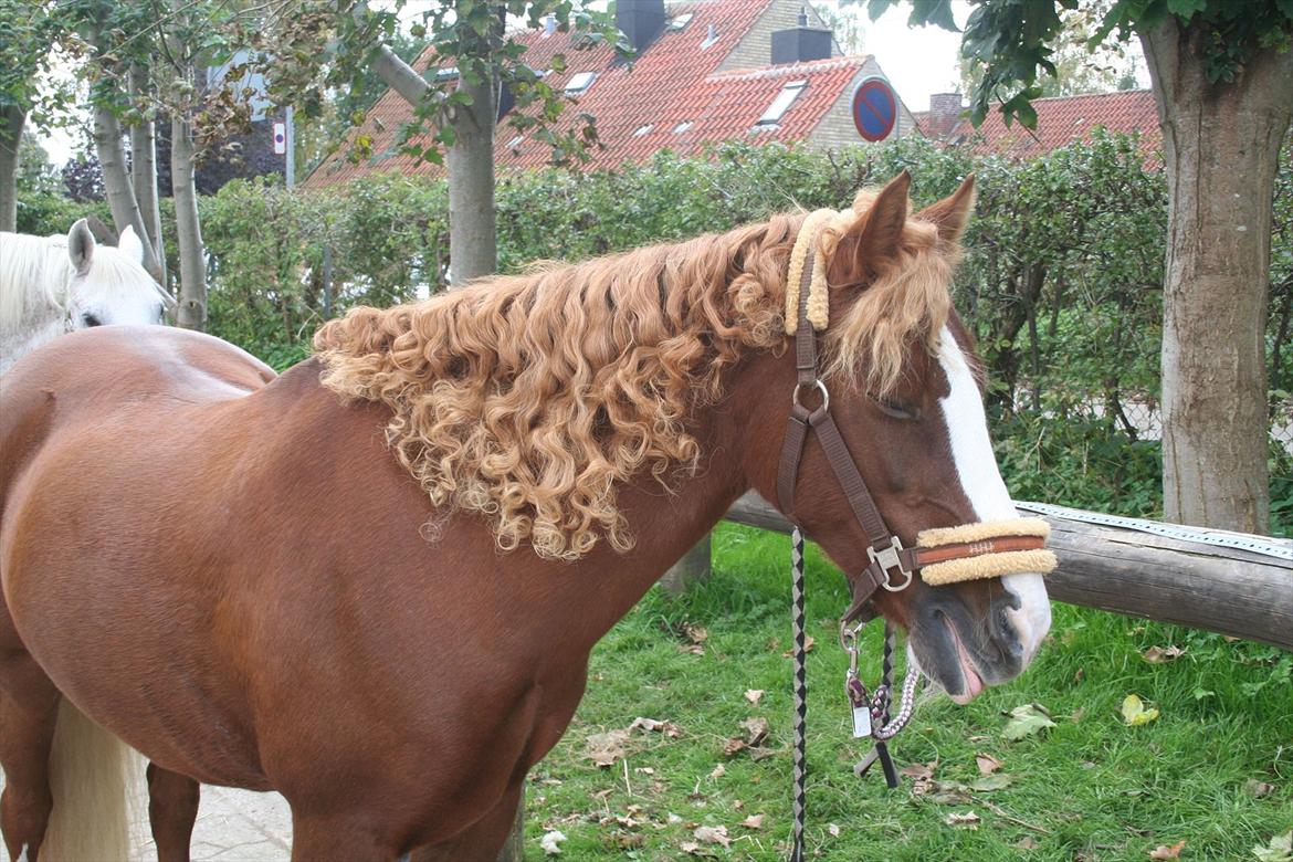 Welsh Pony af Cob-type (sec C) Gribsvads Lady Dee<3 -  træt pony efter stævne
2011 billede 7