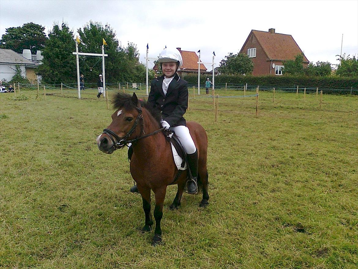 Shetlænder Bruno - Bruno til ringridning, fotomodel i pauserne. billede 6