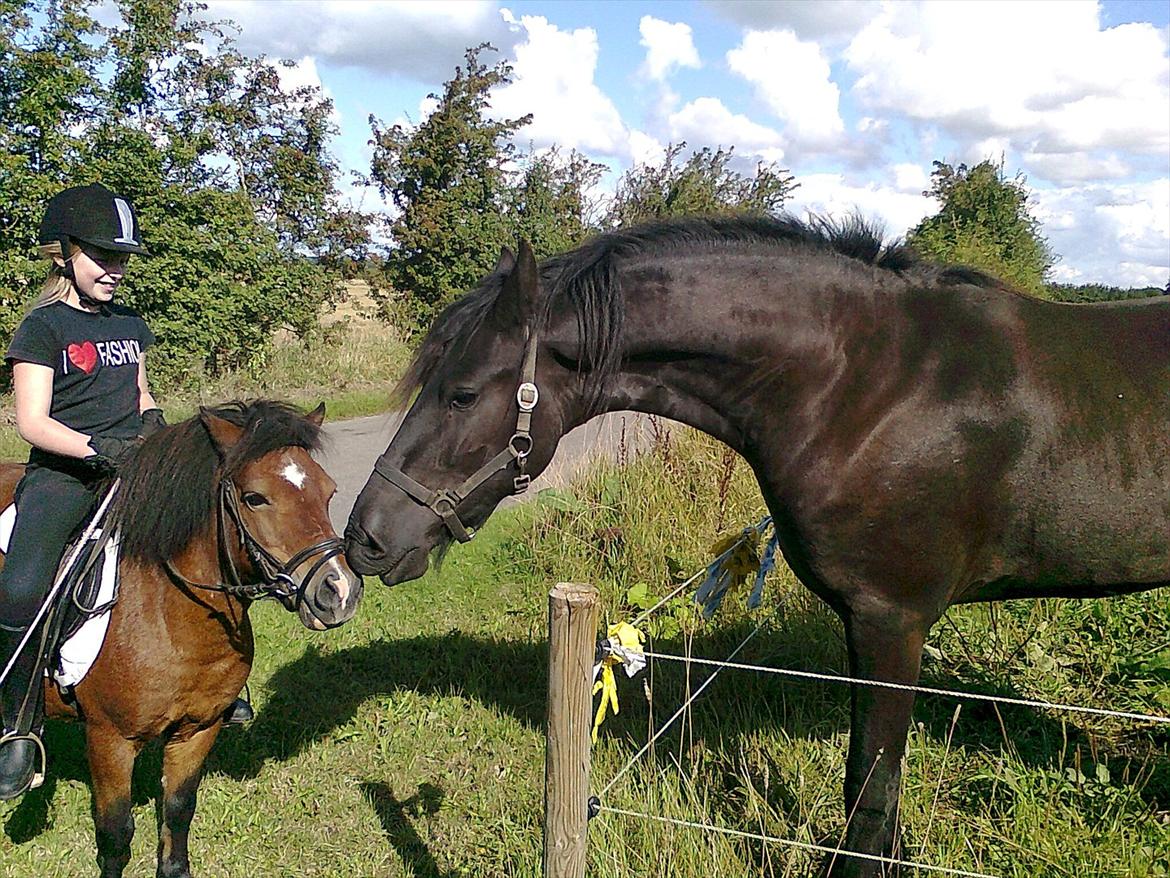 Shetlænder Bruno - Hejsa Alegro! billede 9