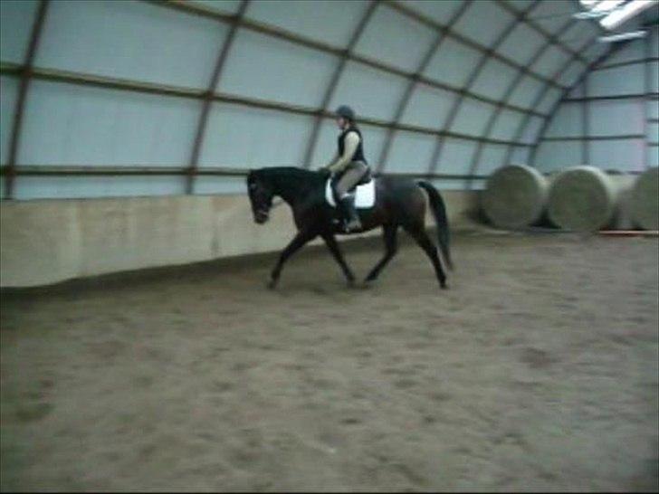 Dansk Varmblod Låise - 2.gang under rytter, efter vi fik hende hjem. Efterår 2011 billede 12