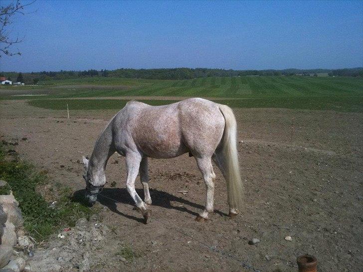 Anden særlig race shik billede 15