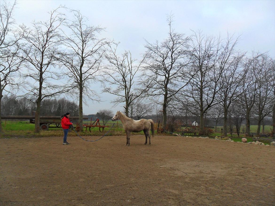 Anden særlig race shik billede 17
