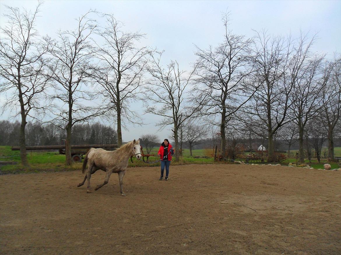 Anden særlig race shik billede 18