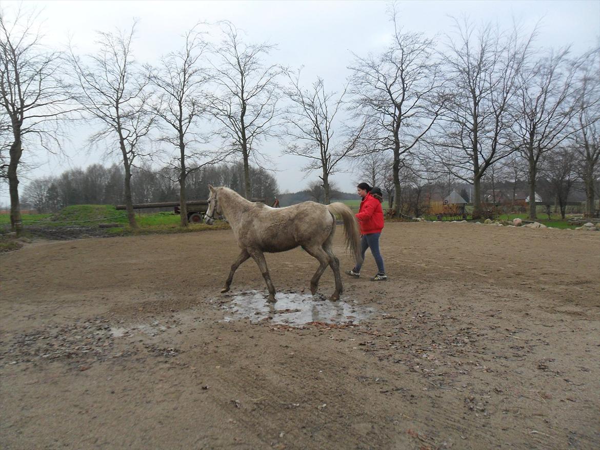 Anden særlig race shik billede 19