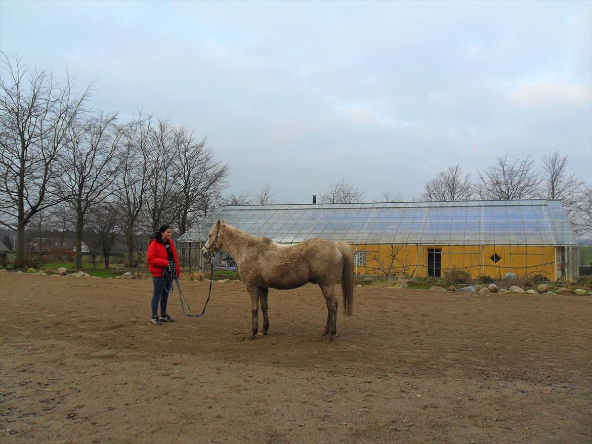 Anden særlig race shik billede 20
