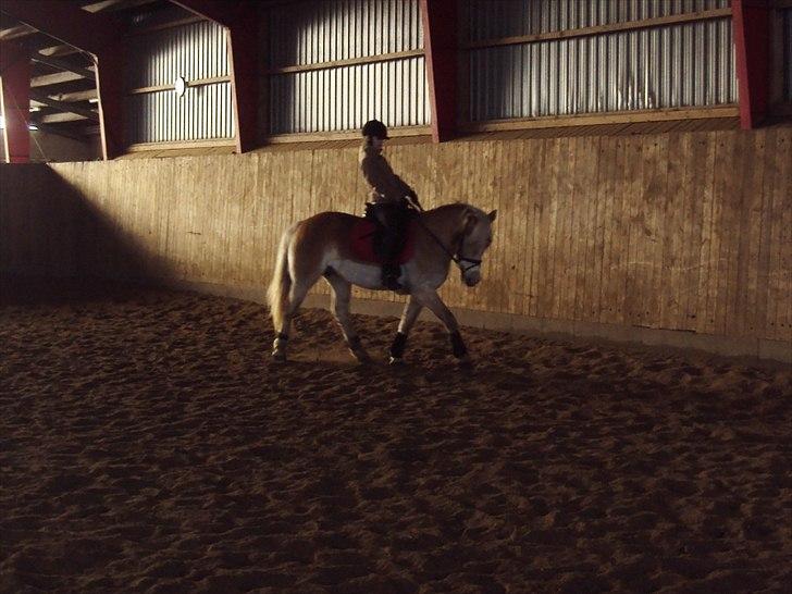 Tyroler Haflinger Bonny - Bonny i Gærup - d. 19-2-12 billede 10