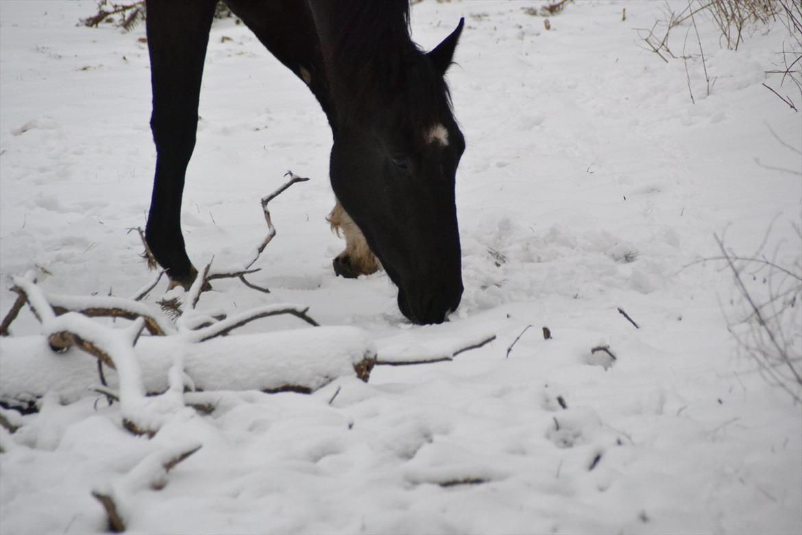 Dansk Varmblod Lammehaven's Rosita (Baby) - Baby i sneen. :-) billede 8