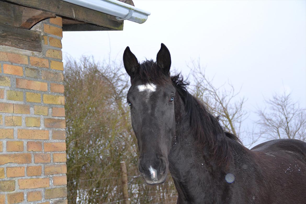 Dansk Varmblod Lammehaven's Rosita (Baby) billede 20