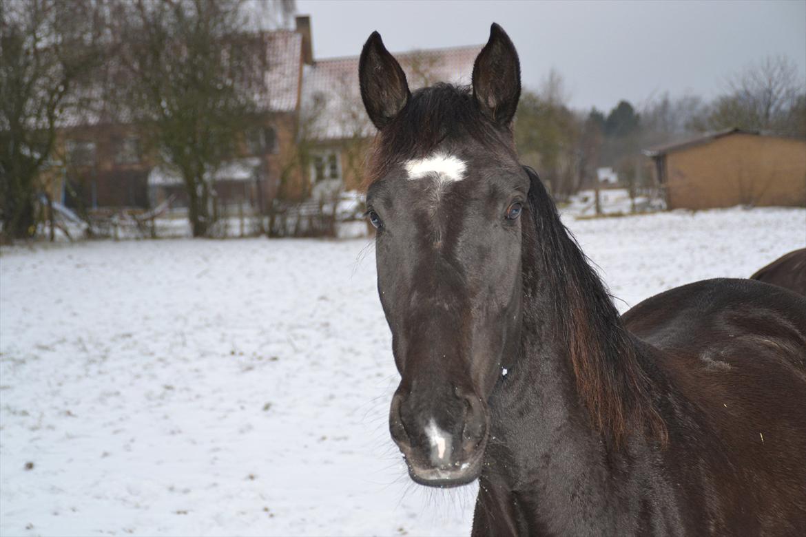 Dansk Varmblod Lammehaven's Rosita (Baby) billede 21