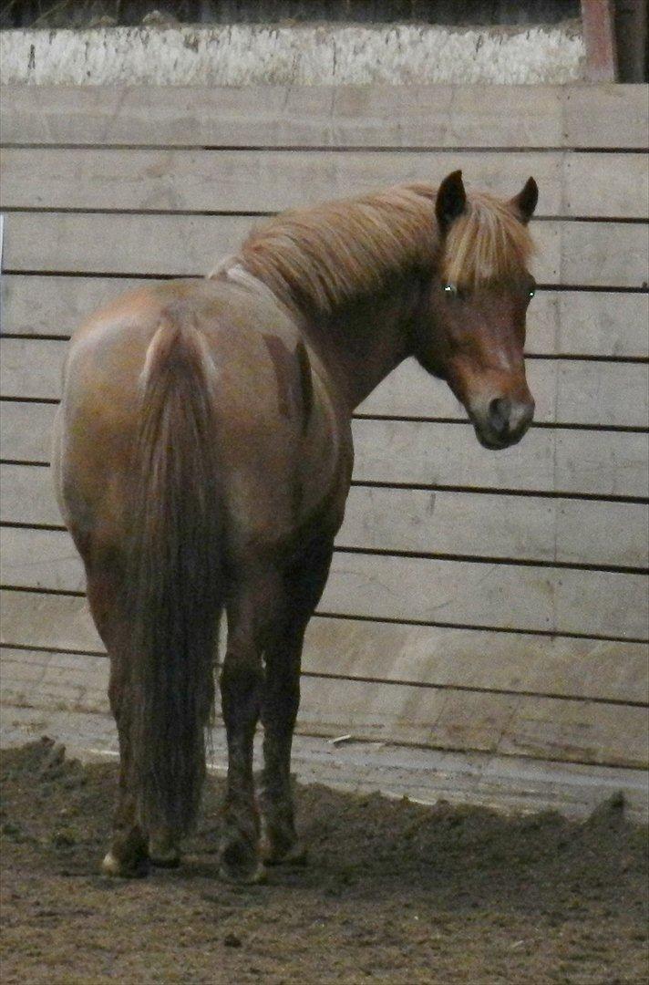 New Forest Mankehøjs Moonlight *Corona* R.I.P. - Pooony 19/2-2012<3 billede 9