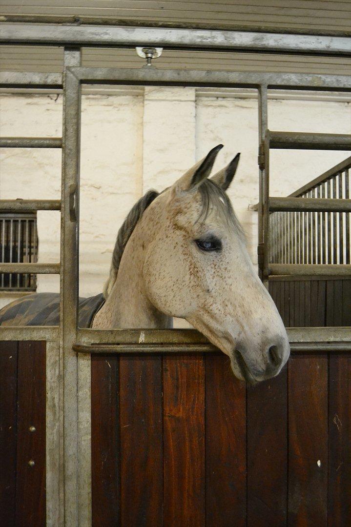 DSP o'hara billede 16