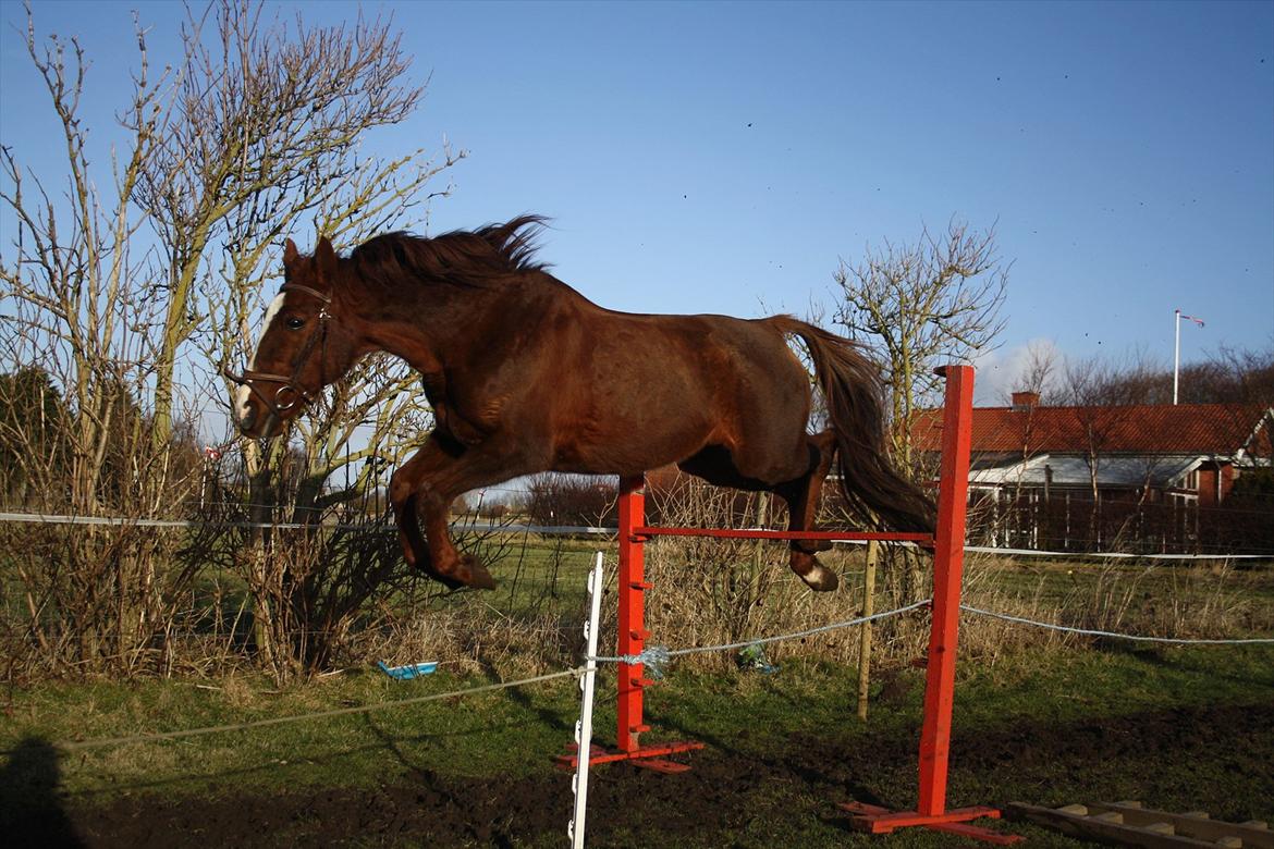 Traver Elegant Stendal.  Elefanten! - Løsspring. 

 110<3 Elsker dig skat! du den aller aller aller bedste!! 

MMB billede 8