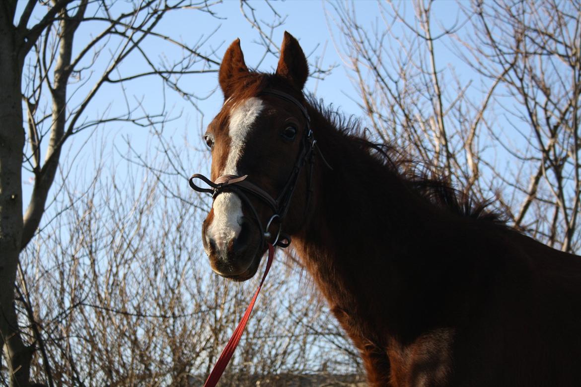 Traver Elegant Stendal.  Elefanten! - Smukke dreng! 

MMB billede 4