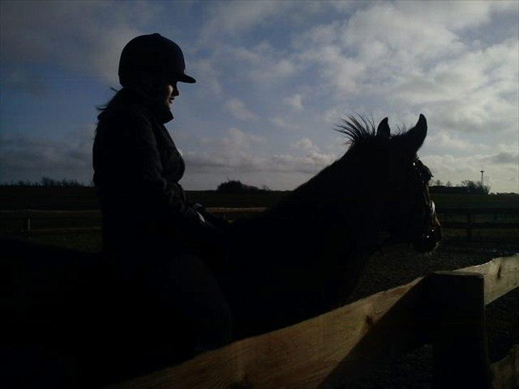 Dansk Varmblod Cherri billede 13