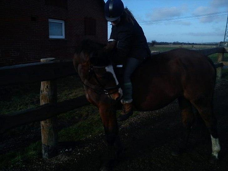 Dansk Varmblod Cherri billede 14