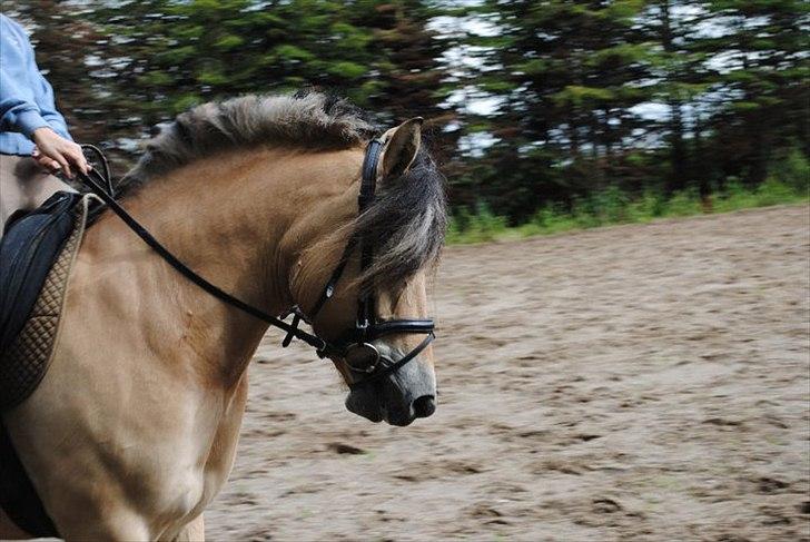 Anden særlig race Nordgaards Caroline. billede 13