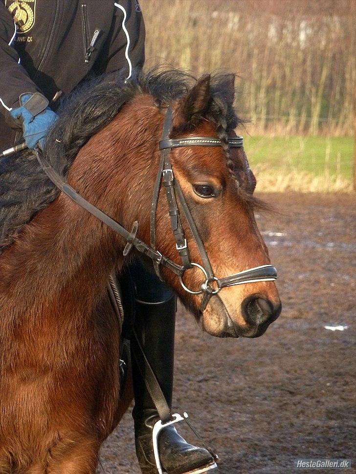 Welsh Pony (sec B) Skovbjergs Zenea - Smukkeste Zemi :D<3 billede 3