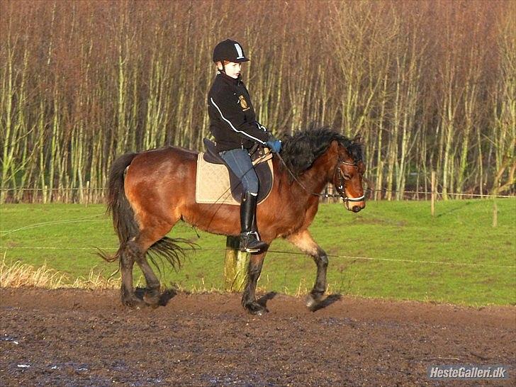 Welsh Pony (sec B) Skovbjergs Zenea - Dejlige pige billede 5