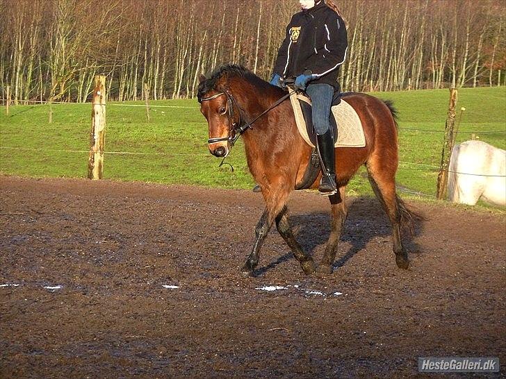 Welsh Pony (sec B) Skovbjergs Zenea - Øgning :D billede 6