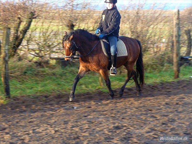 Welsh Pony (sec B) Skovbjergs Zenea - Løsgørrende dressur billede 7