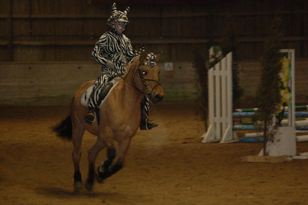 Anden særlig race Bailey spring-ponyen!!<3 billede 16