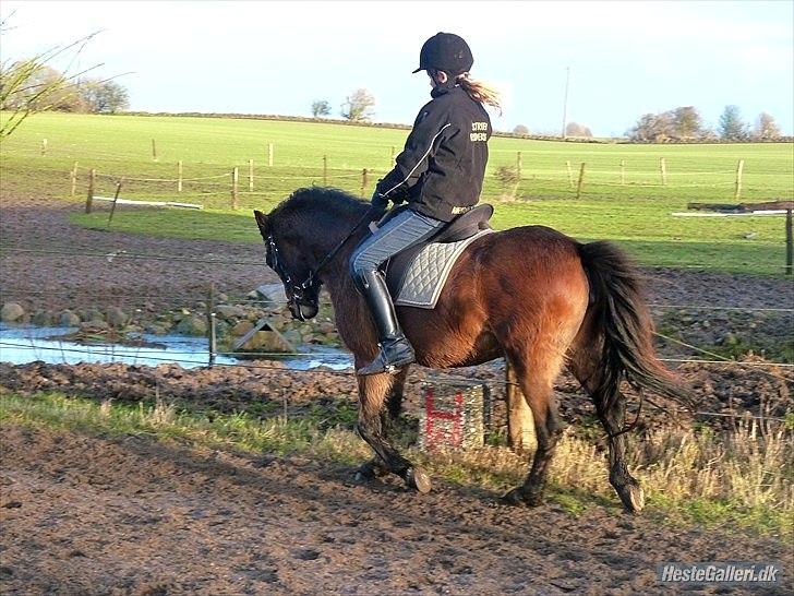 Welsh Pony (sec B) Skovbjergs Zenea - Når enden er god er alting godt :) billede 19