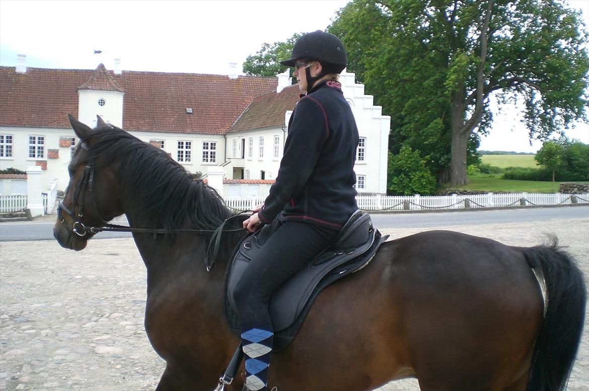 Traver Ginkgo Star billede 20