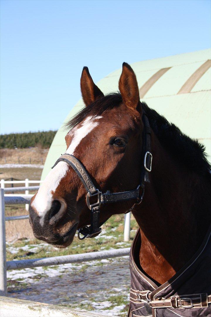 Anden særlig race Søndergårds Cavallie billede 1