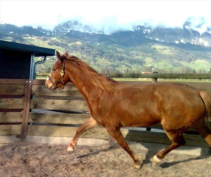 Frederiksborg <3 Chabli <3  billede 19