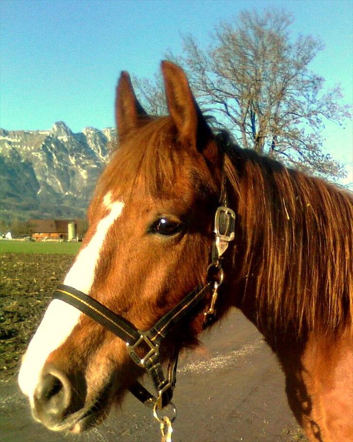 Frederiksborg <3 Chabli <3  billede 2