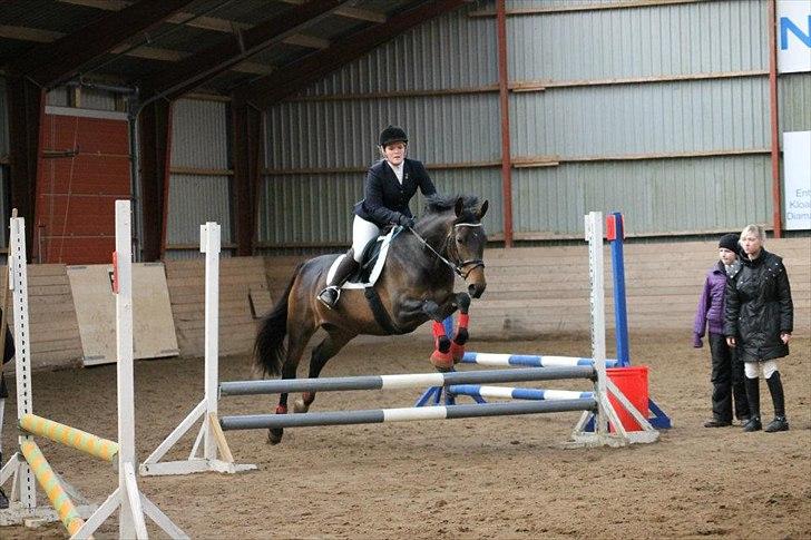 Anden særlig race St. A. Washeba - Første springstævne 19/2-12 :) billede 9
