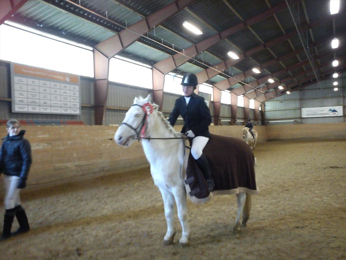 Anden særlig race Pletten |Elev pony |Rider ikke mere| - Foto: Conni Pedersen billede 20