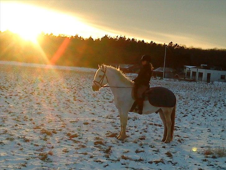 Connemara Columbus - Vinteren 2010! billede 5