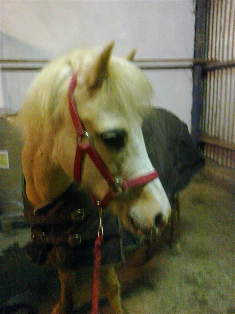 Welsh Mountain (sec A) Emil - Emil er altid nysgerrig også selvom der er sliksten billede 12