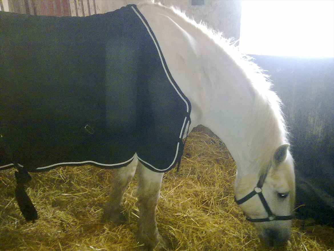 Connemara Columbus - Efter jeg red ham første gang den 31 Januar 2009 :) billede 6