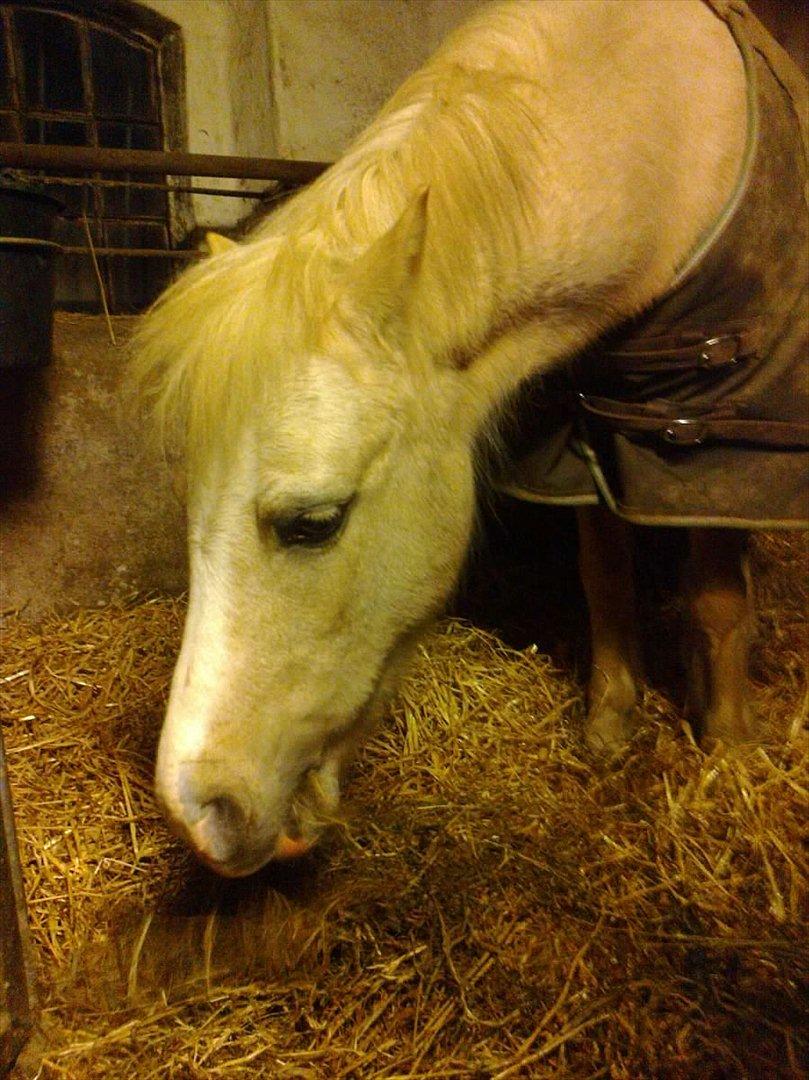 Welsh Mountain (sec A) Emil - Emil elsker mad. mmm billede 11