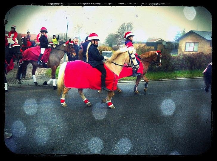 Welsh Mountain (sec A) Emil - Emil og jeg er til juleoptog med nissehue og dækken for det er koldt billede 10